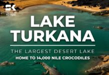 Lake Turkana Remains a Unique Haven for Thousands of Nile Crocodiles